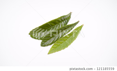 Loquat leaves Loquat leaves 121185559