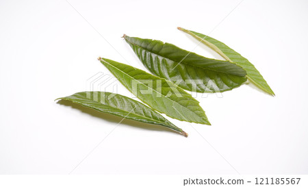 Loquat leaves 121185567