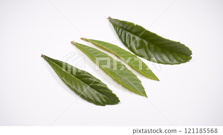 Loquat leaves Loquat leaves 121185568