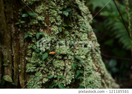 苔蘚長在樹幹上 121185581