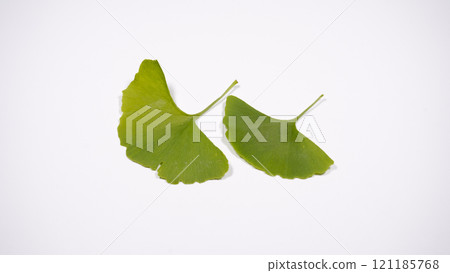 Leaves of ginkgo biloba Leaves of ginkgo biloba 121185768