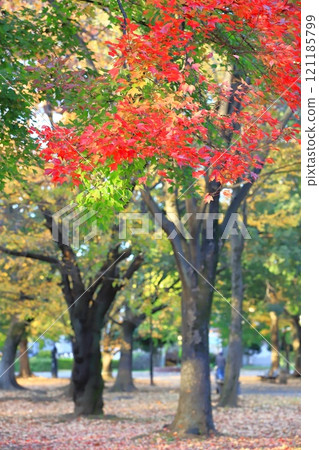 Acer buergerianum 秋葉 121185799