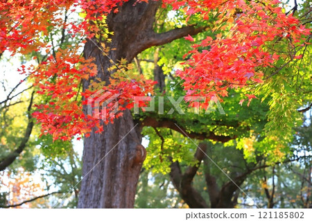 Autumn leaves of Acer buergerianum Autumn leaves of Acer buergerianum 121185802