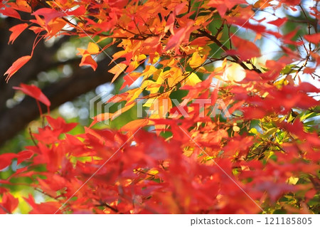Autumn leaves of Acer buergerianum Autumn leaves of Acer buergerianum 121185805
