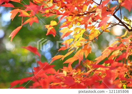 Acer buergerianum 秋葉 121185806