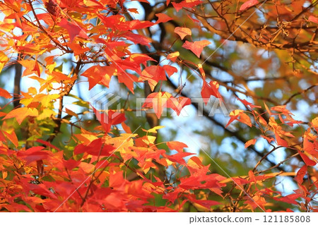 Acer buergerianum 秋葉 121185808