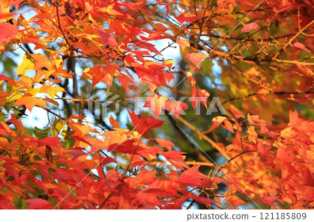 Acer buergerianum 秋葉 121185809