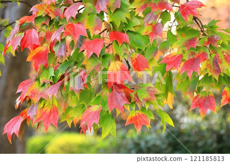 Autumn leaves of Acer buergerianum 121185813