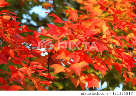 Acer buergerianum 秋葉 121185817