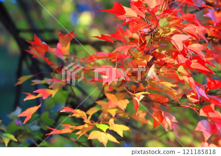Acer buergerianum 秋葉 121185818