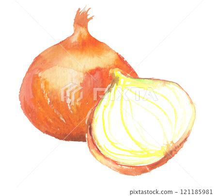 Illustration of onions drawn in watercolor 121185981