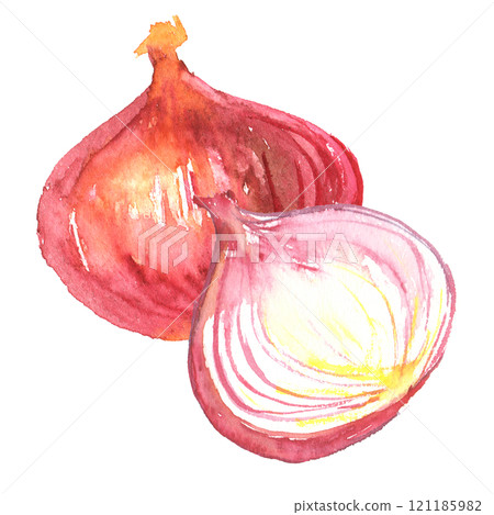 紅洋蔥畫水彩的插圖 121185982