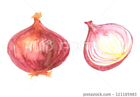 Watercolor illustration of red onion 121185983