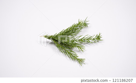 Cedar leaves 121186207