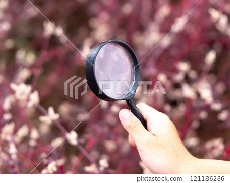 Close-up of girl's hand looking at purple flowers with magnifying glass. Close-up of girl's hand looking at purple flowers with magnifying glass. 121186286