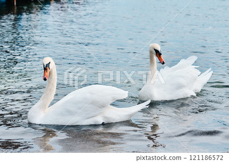 Two swans swimming on the lake 121186572