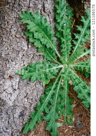 Jagged leaves spreading along a tree trunk 121186578