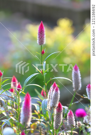 開花在花壇裡的野雞冠花或雞冠花 開花在花壇裡的野雞冠花或雞冠花 121186692