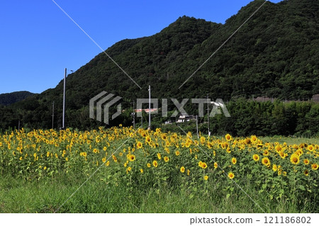 Summer blue sky and sunflower field 121186802