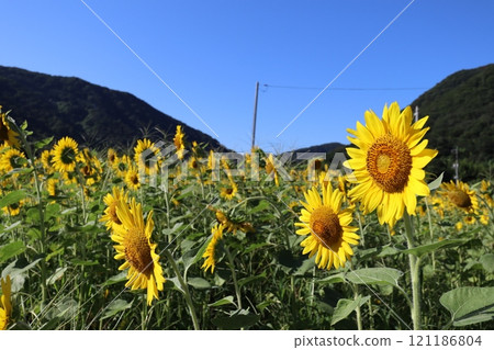 夏天藍天和向日葵領域 夏天藍天和向日葵領域 121186804