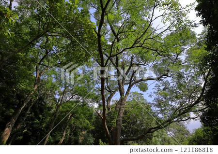 公園裡種植的仙丹樹 公園裡種植的仙丹樹 121186818