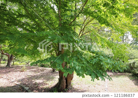 公園裡種植的桂樹 公園裡種植的桂樹 121186837