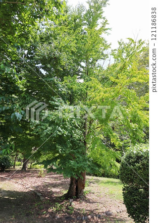 公園裡種植的桂樹 公園裡種植的桂樹 121186838