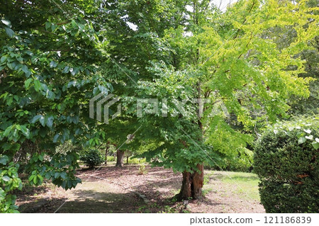 Katsura trees planted in the park 121186839