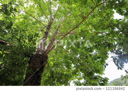 公園藥草園種植的柑橘樹 公園藥草園種植的柑橘樹 121186842