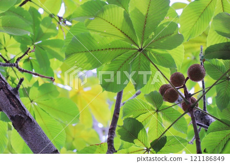 夏季七葉樹的圓形果實 121186849