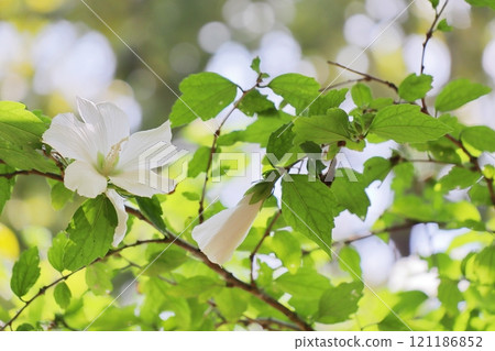 White rose of Sharon flowers blooming in summer 121186852