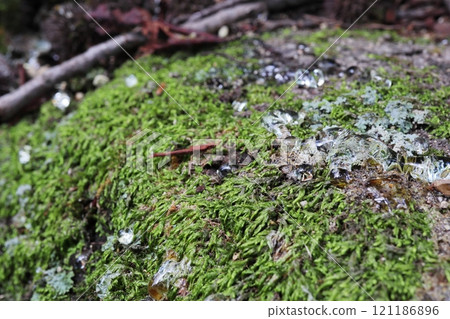 Clear sap dripping down the moss-covered trunk of a glycocalyx tree 121186896