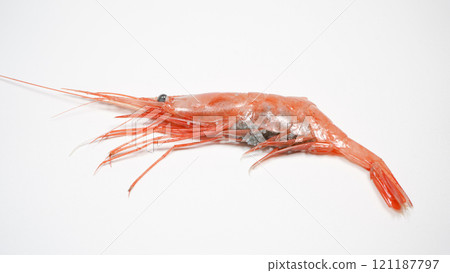 山巴蘭蝦 121187797