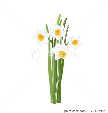 日本水仙花的插圖 日本水仙花的插圖 121187904