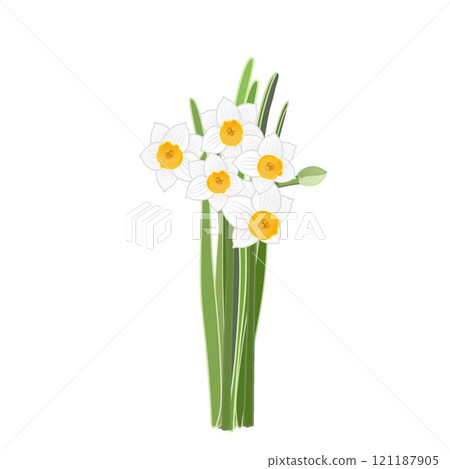日本水仙花的插圖 121187905
