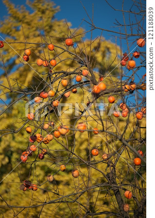黃色的銀杏葉和成熟的柿子果實 121188039