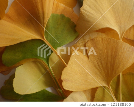 黃色和綠色的銀杏葉 121188100