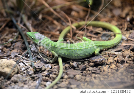 Miyakokana snake 121188432