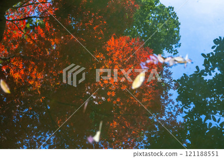 上海秋天的池塘中的紅色楓葉倒影 上海秋天的池塘中的紅色楓葉倒影 121188551