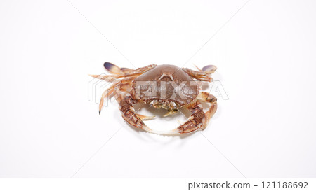 螃蟹  121188692