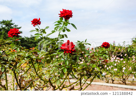 紅玫瑰 121188842