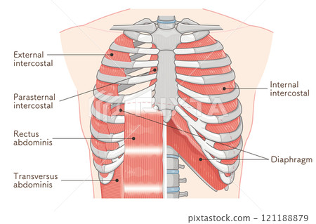 Respiratory accessory illustration Respiratory accessory illustration 121188879