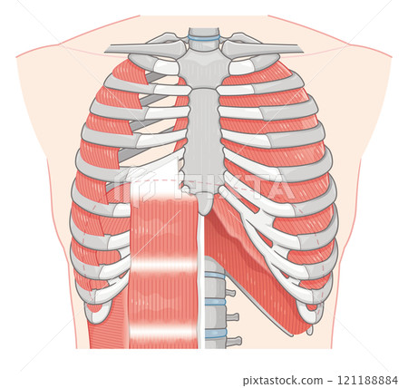 Respiratory accessory illustration Respiratory accessory illustration 121188884