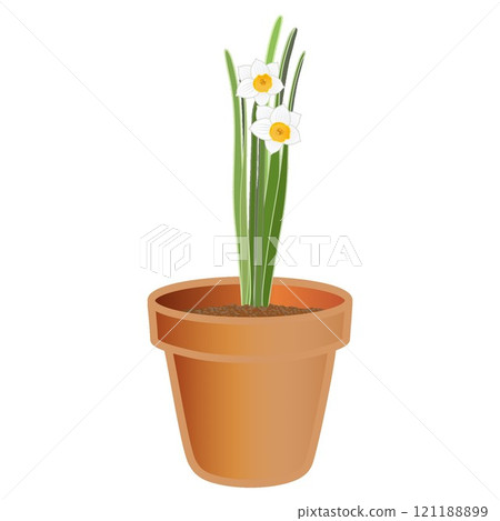 日本水仙花盆的插圖 日本水仙花盆的插圖 121188899