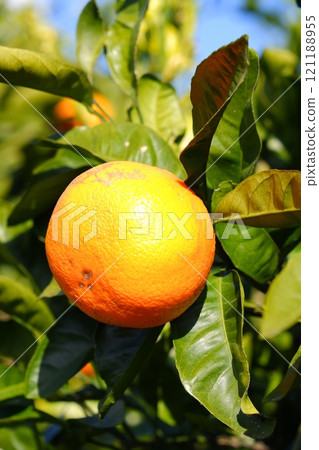 Harvesting mandarin oranges is a popular tradition from late autumn to early winter. 121188955