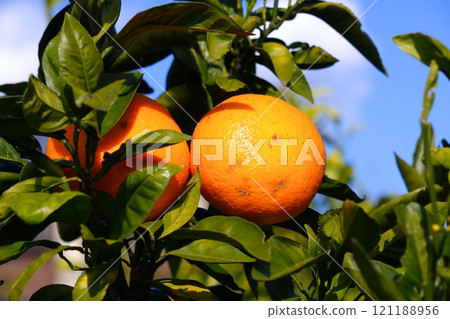 Harvesting mandarin oranges is a popular tradition from late autumn to early winter. 121188956