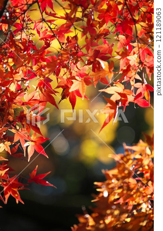 秋葉照片 121189063