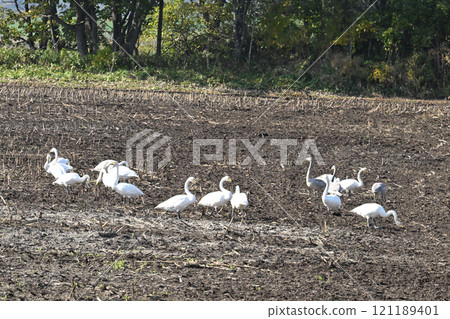 在領域的大天鵝 121189401