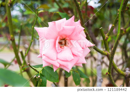 Pink roses blooming in the autumn rose garden Pink roses blooming in the autumn rose garden 121189442