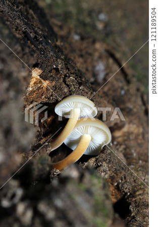 Enokitake mushroom siblings growing together in the gaps of rotten wood (natural light + strobe, macro close-up) Enokitake mushroom siblings growing together in the gaps of rotten wood (natural light + strobe, macro close-up) 121189504